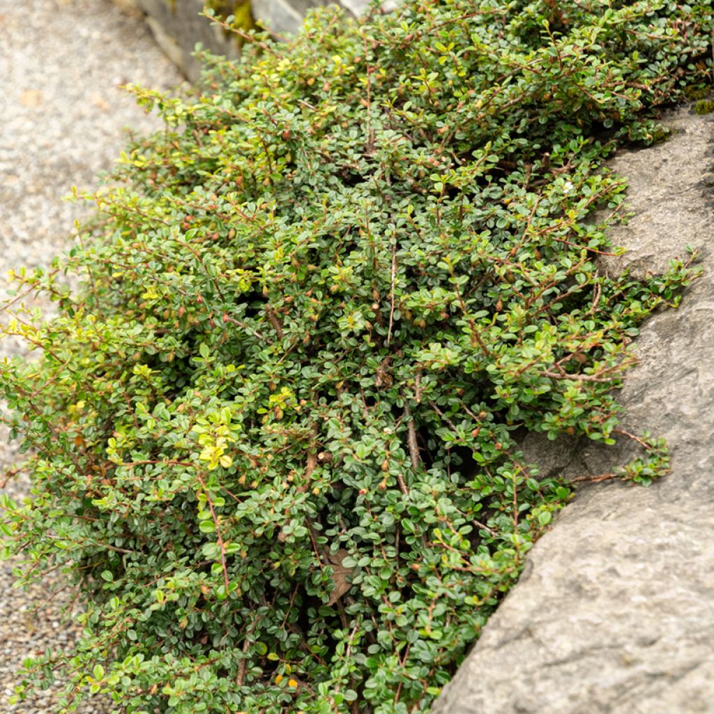 Cotoneaster adpressus