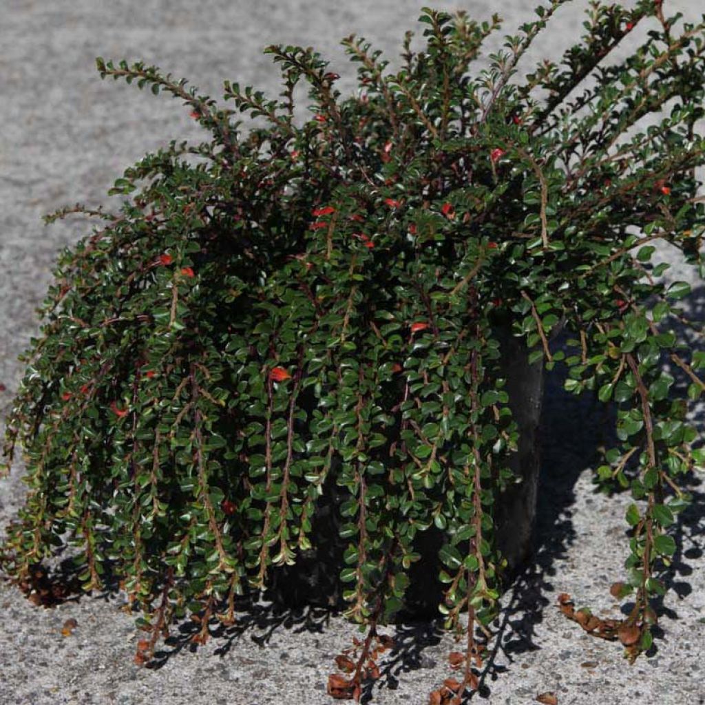 Cotoneaster adpressus Little Gem