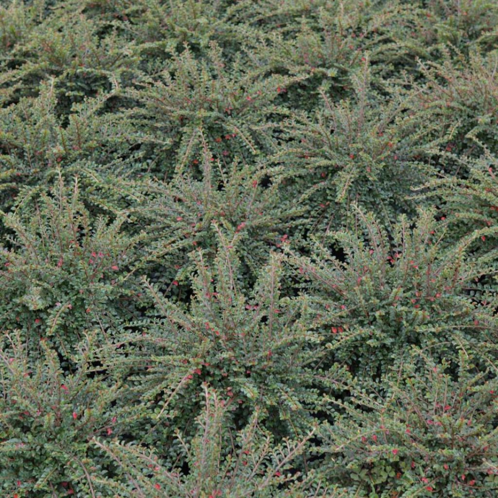 Cotoneaster adpressus Little Gem