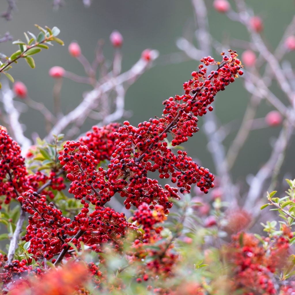 Cotoneaster dammeri