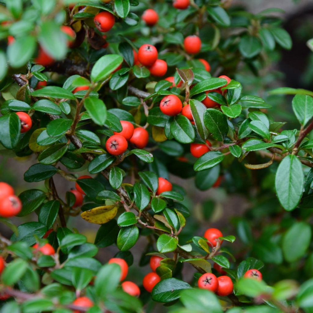 Cotoneaster dammeri