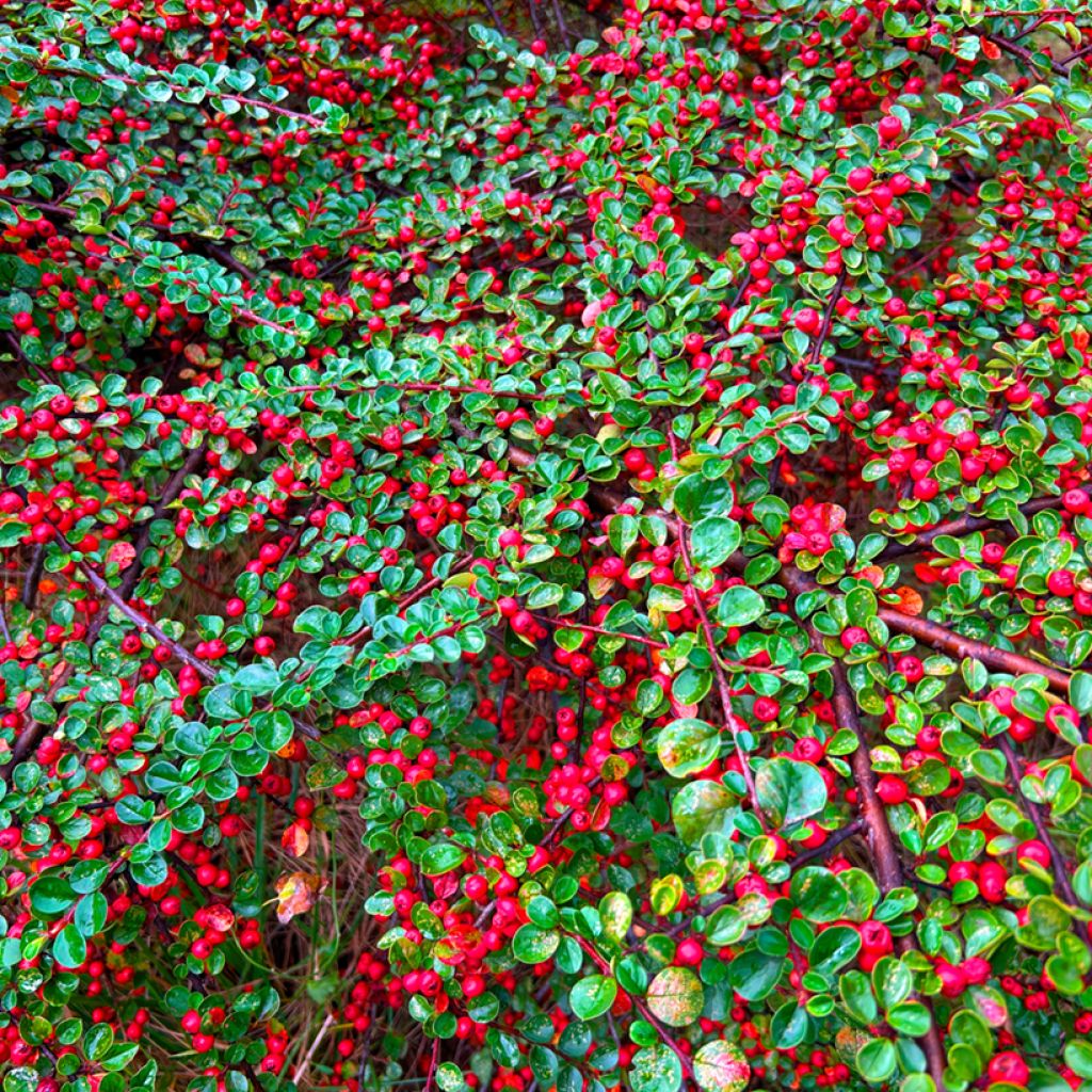 Cotoneaster dammeri