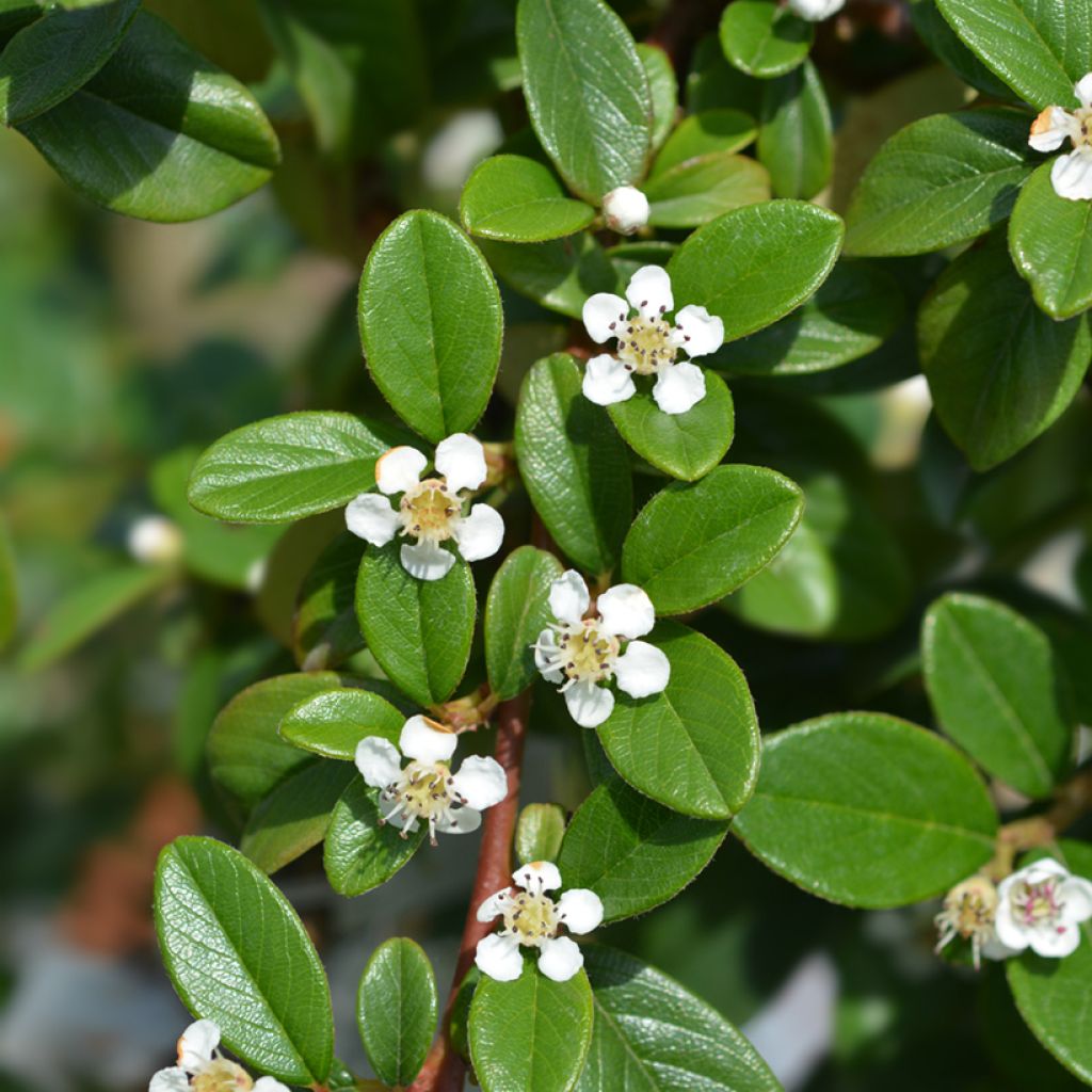 Cotoneaster dammeri