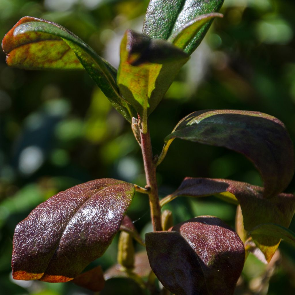 Cotoneaster dammeri Mooncreeper