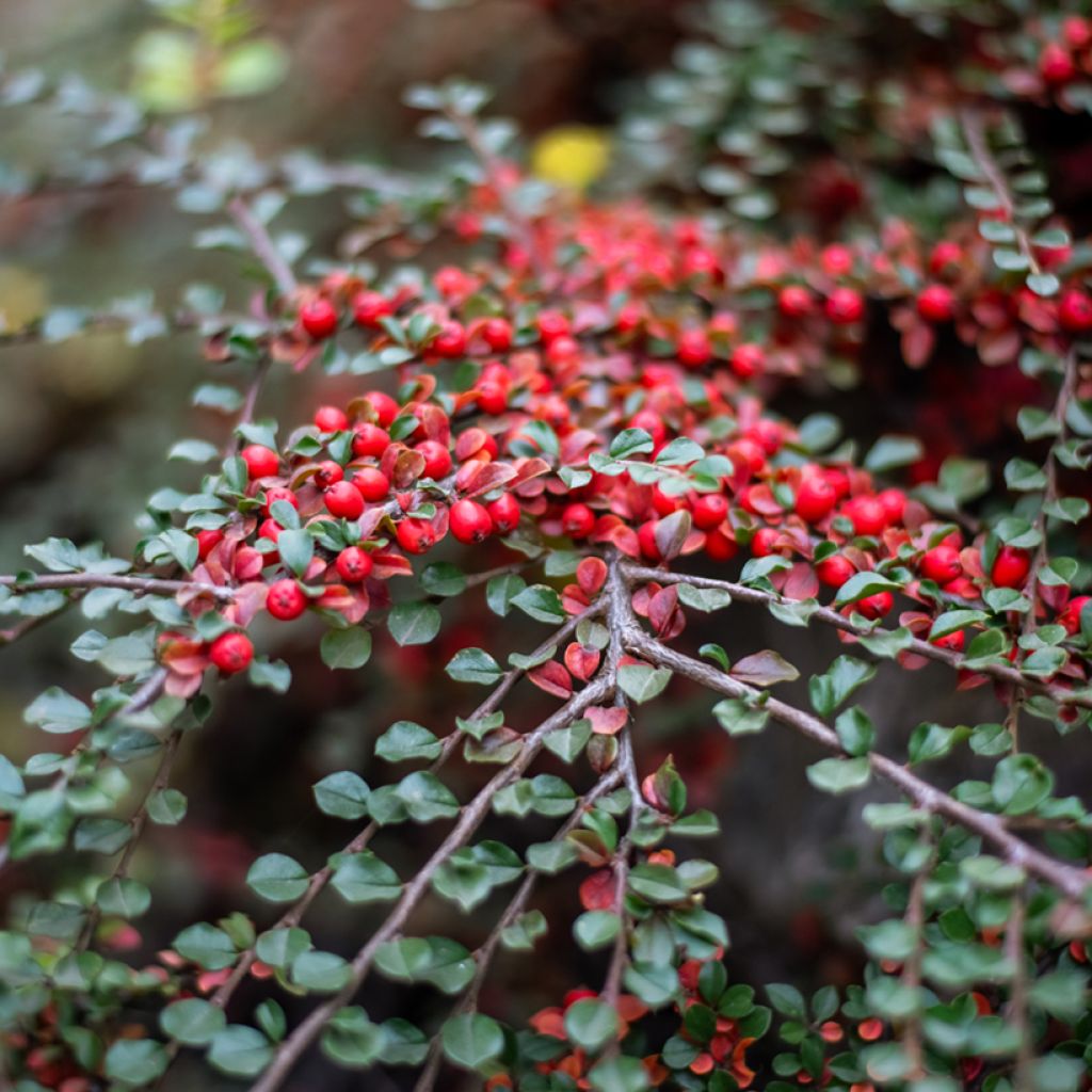 Cotoneaster horizontalis - Cotognastro tappezzante