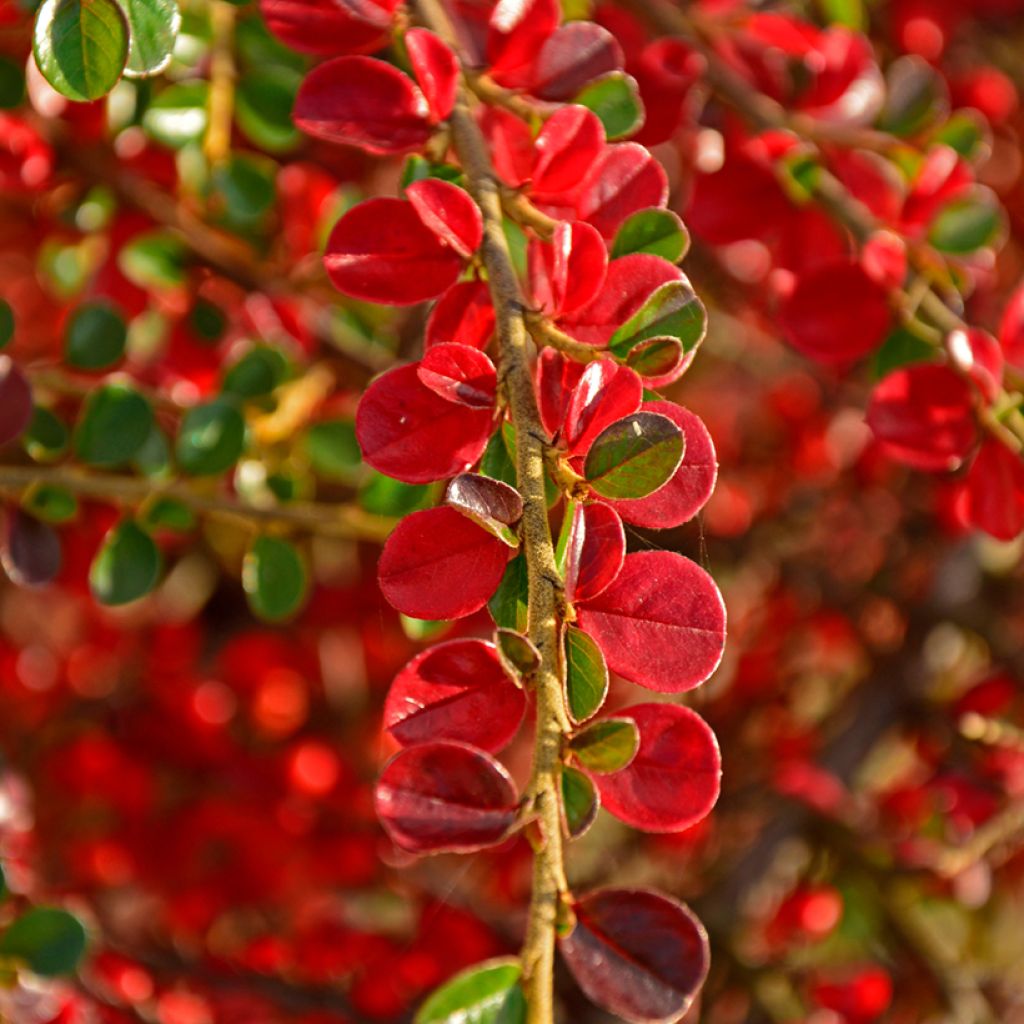 Cotoneaster horizontalis - Cotognastro tappezzante