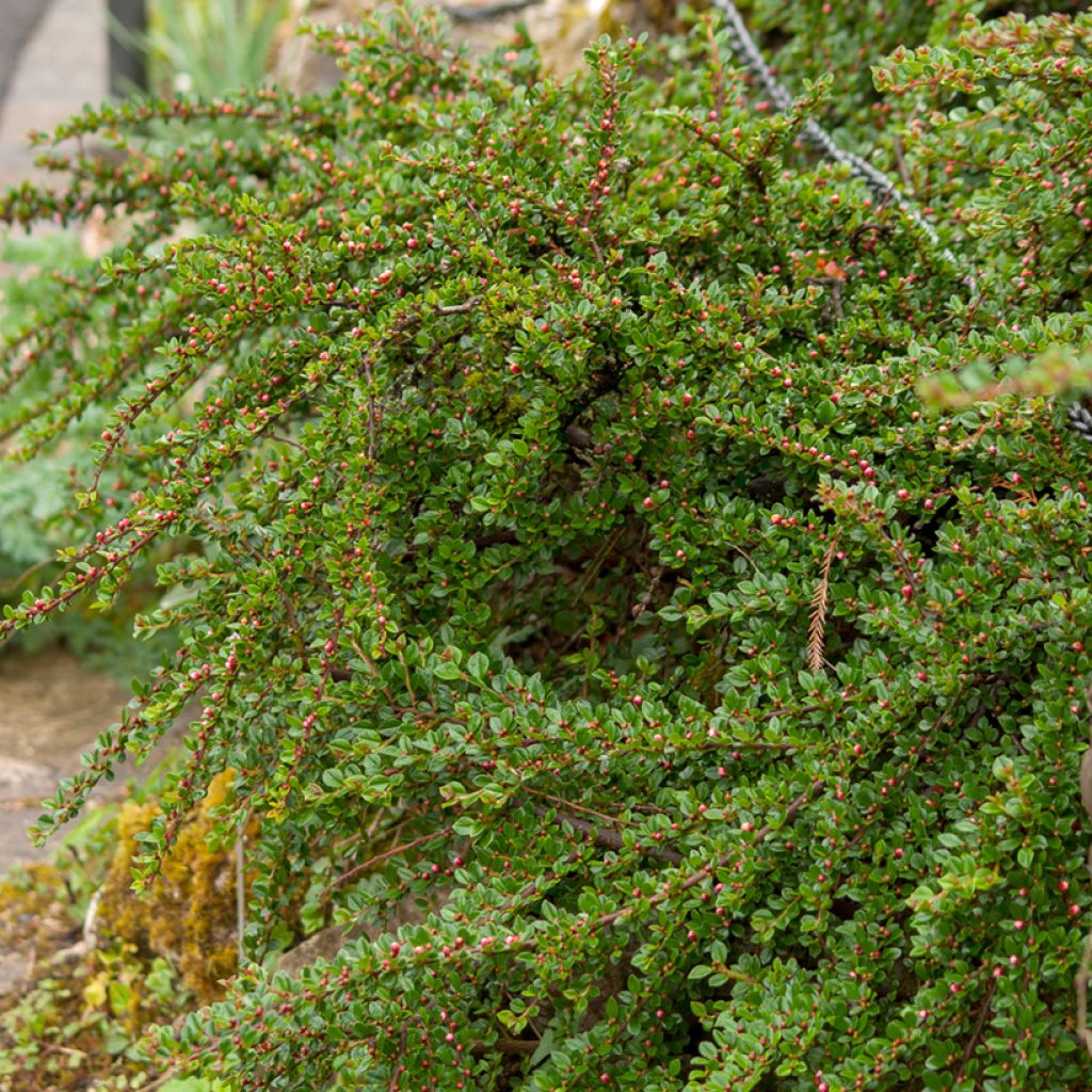 Cotoneaster horizontalis - Cotognastro tappezzante