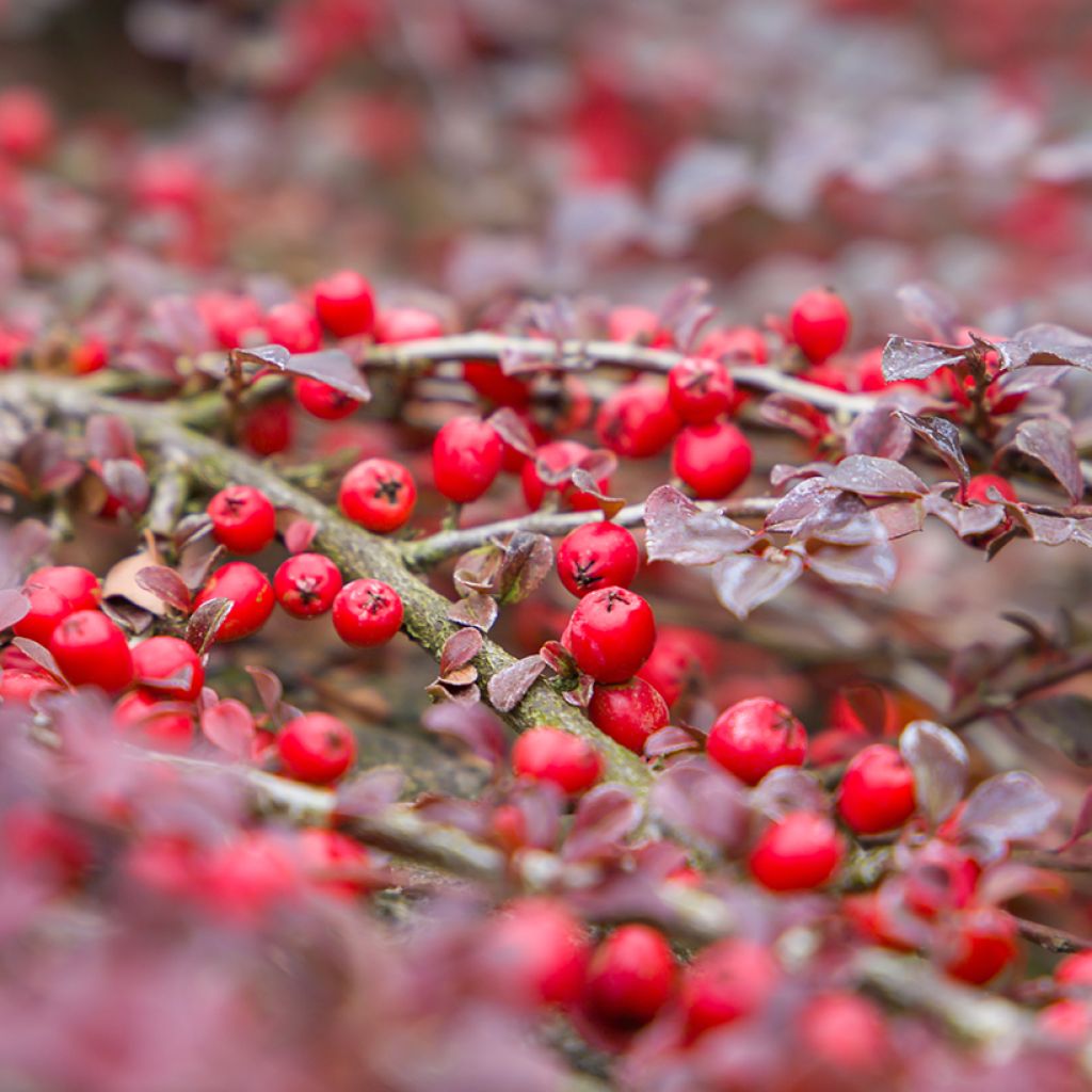 Cotoneaster horizontalis - Cotognastro tappezzante