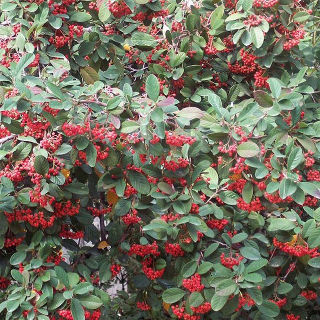 Cotoneaster lacteus - Cotognastro latteo