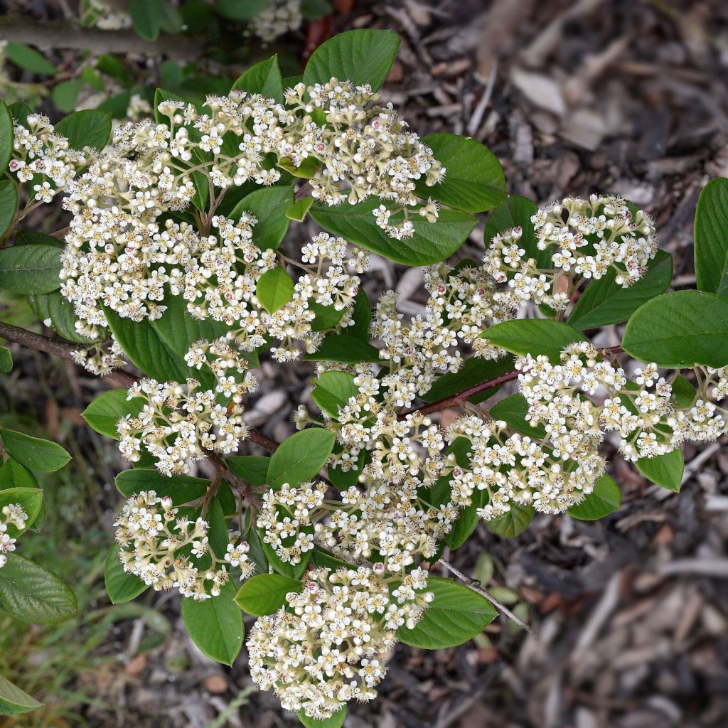 Cotoneaster lacteus - Cotognastro latteo