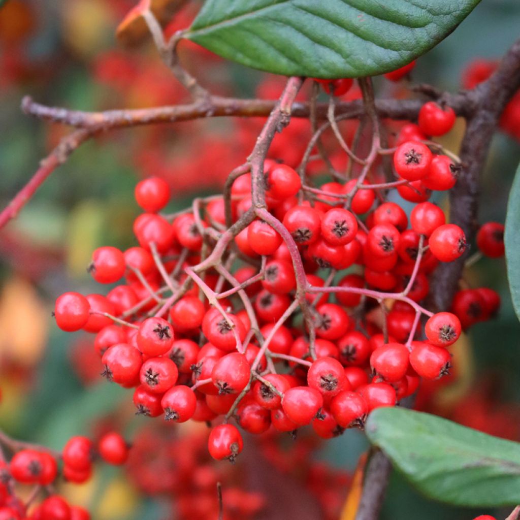 Cotoneaster lacteus - Cotognastro latteo