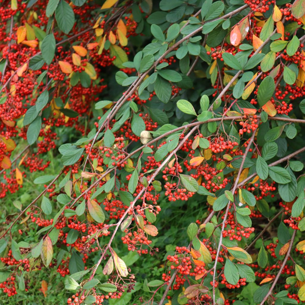 Cotoneaster lacteus - Cotognastro latteo