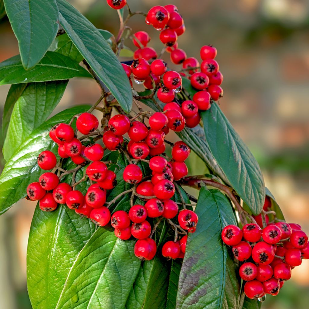 Cotoneaster lacteus - Cotognastro latteo