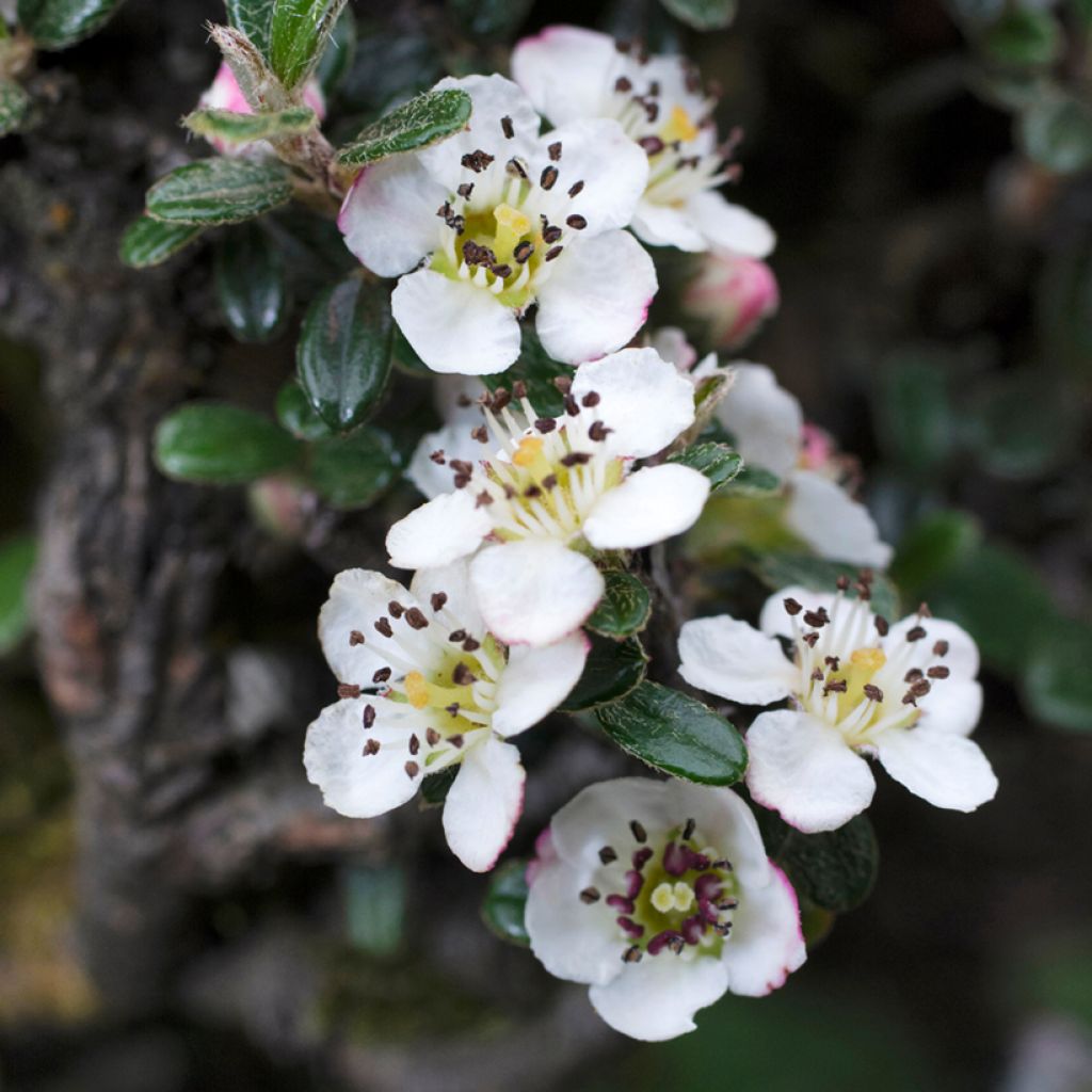 Cotoneaster microphyllus