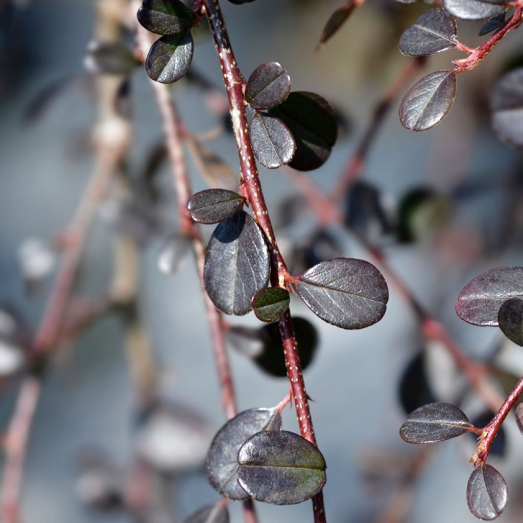 Cotoneaster procumbens Streibs Findling