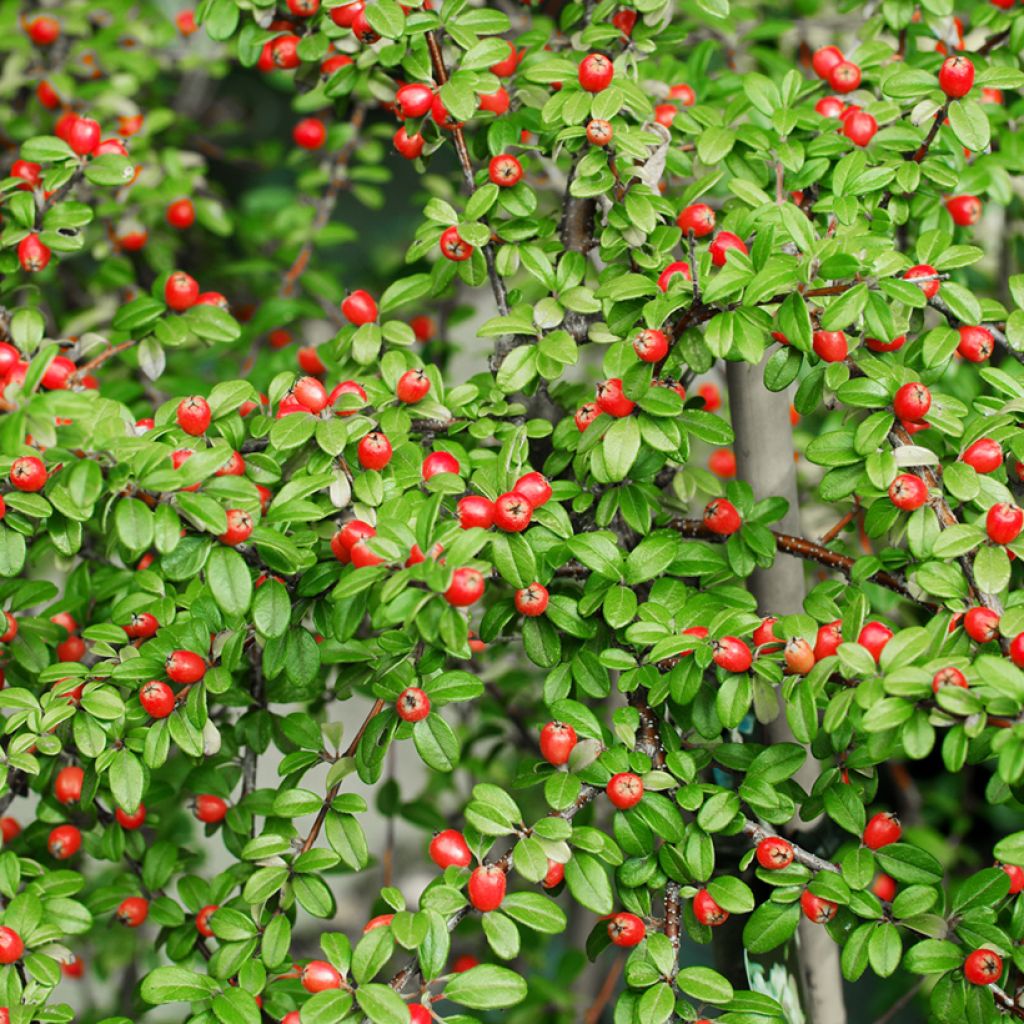 Cotoneaster suecicus Coral Beauty