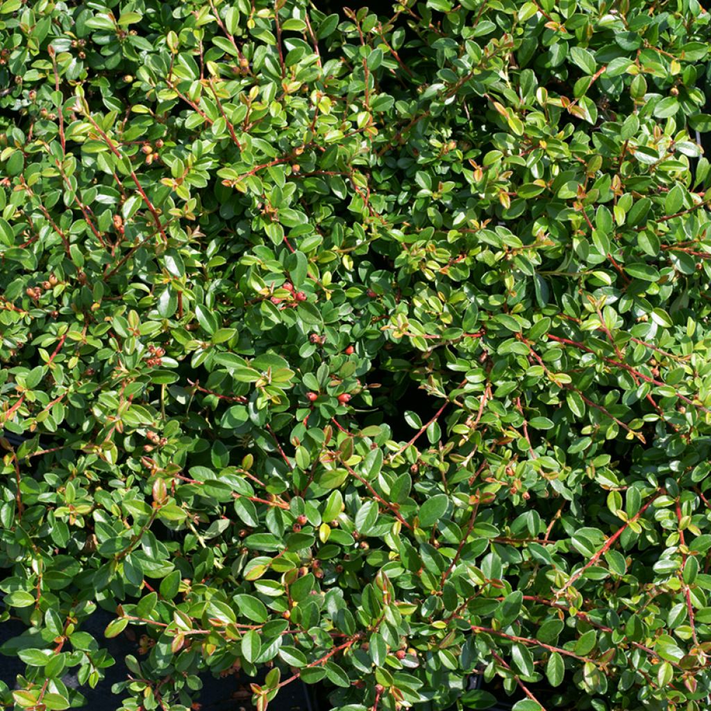 Cotoneaster suecicus Skogholm