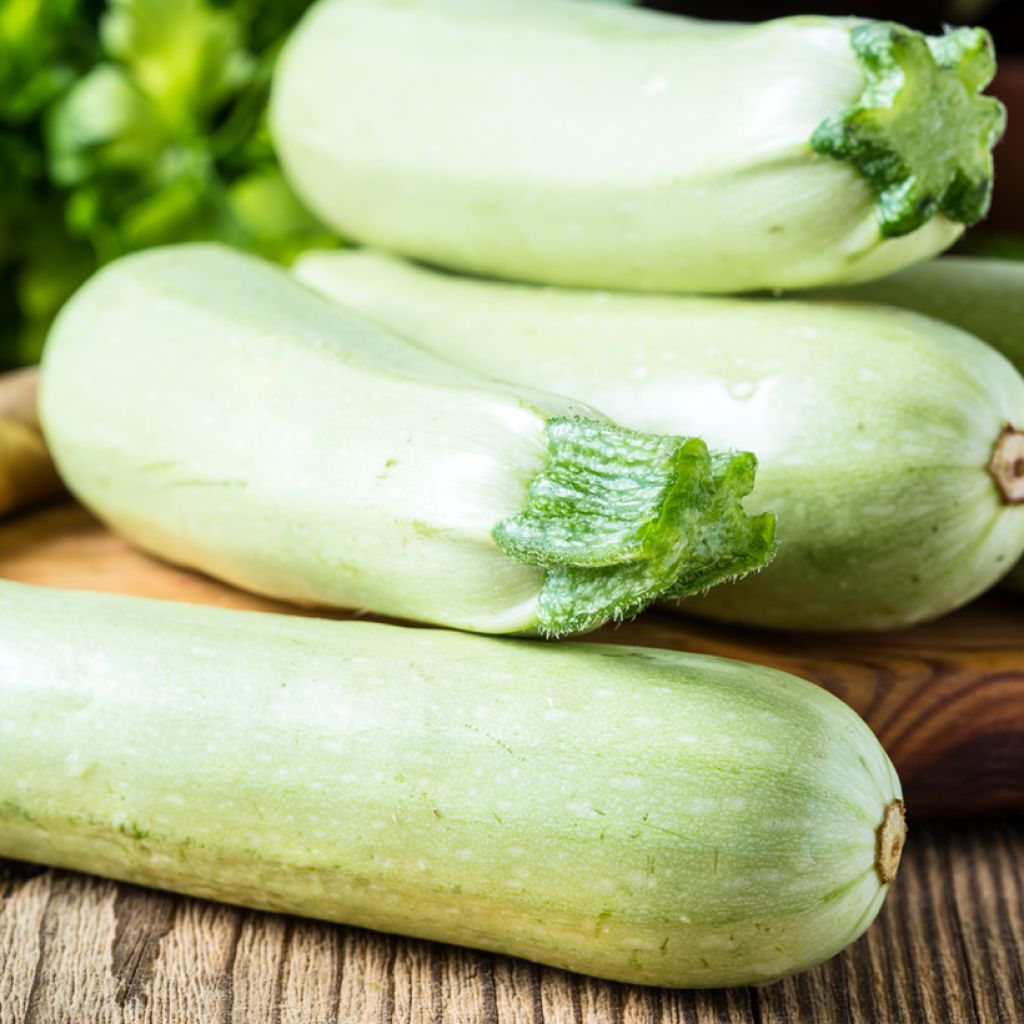Zucchino Bianco di Virginie 3
