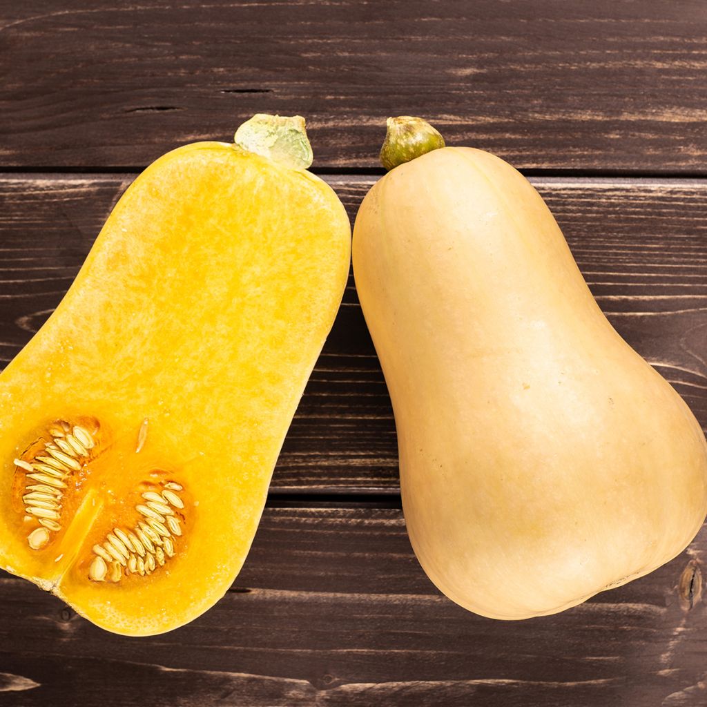 Zucca moscata Waltham Butternut