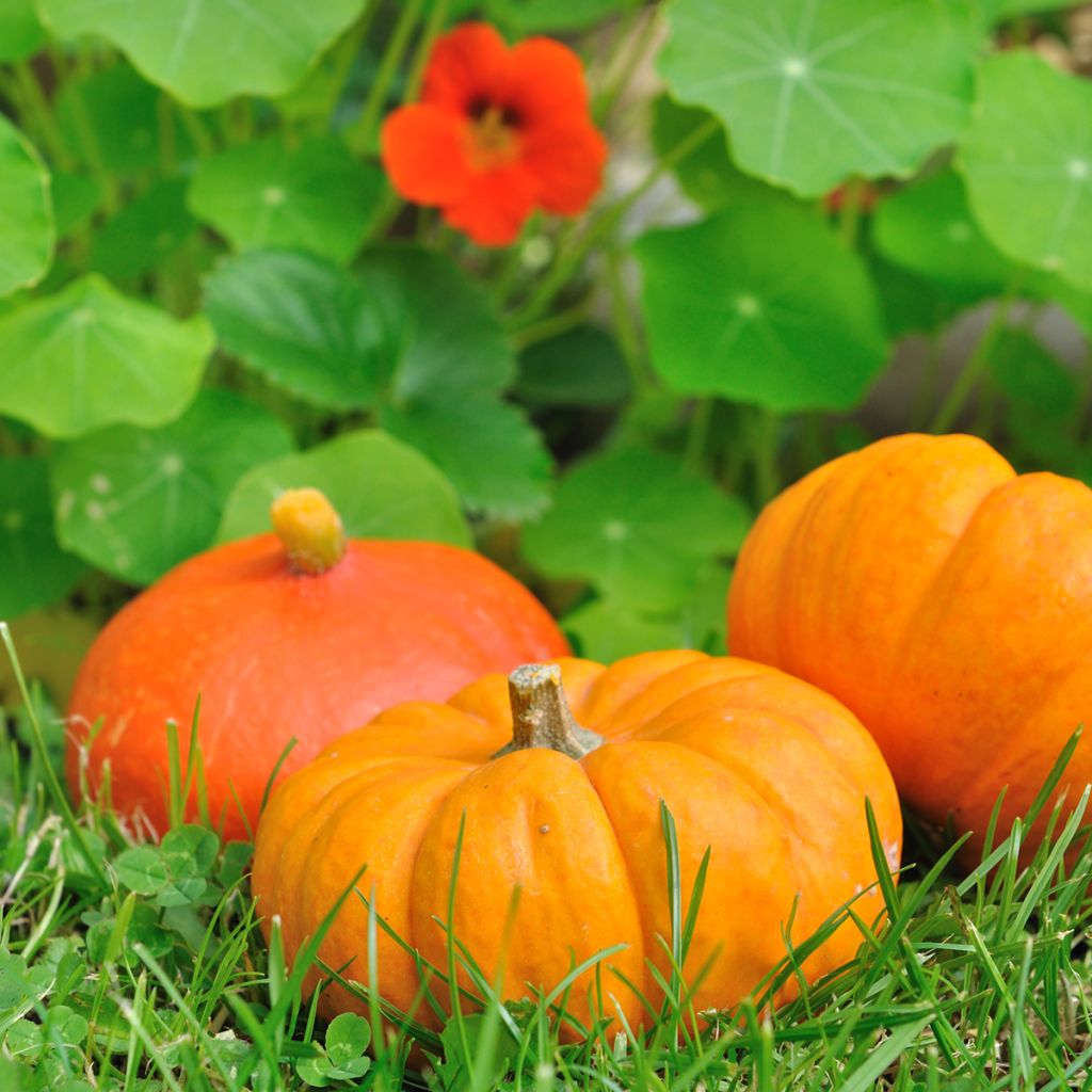 Zucchino Jack Be Little