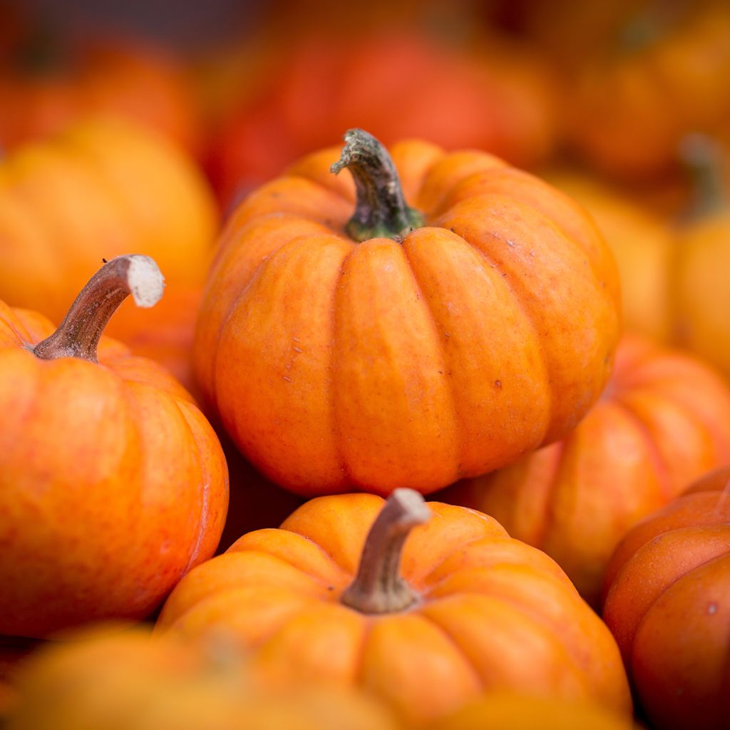 Zucchino Jack Be Little