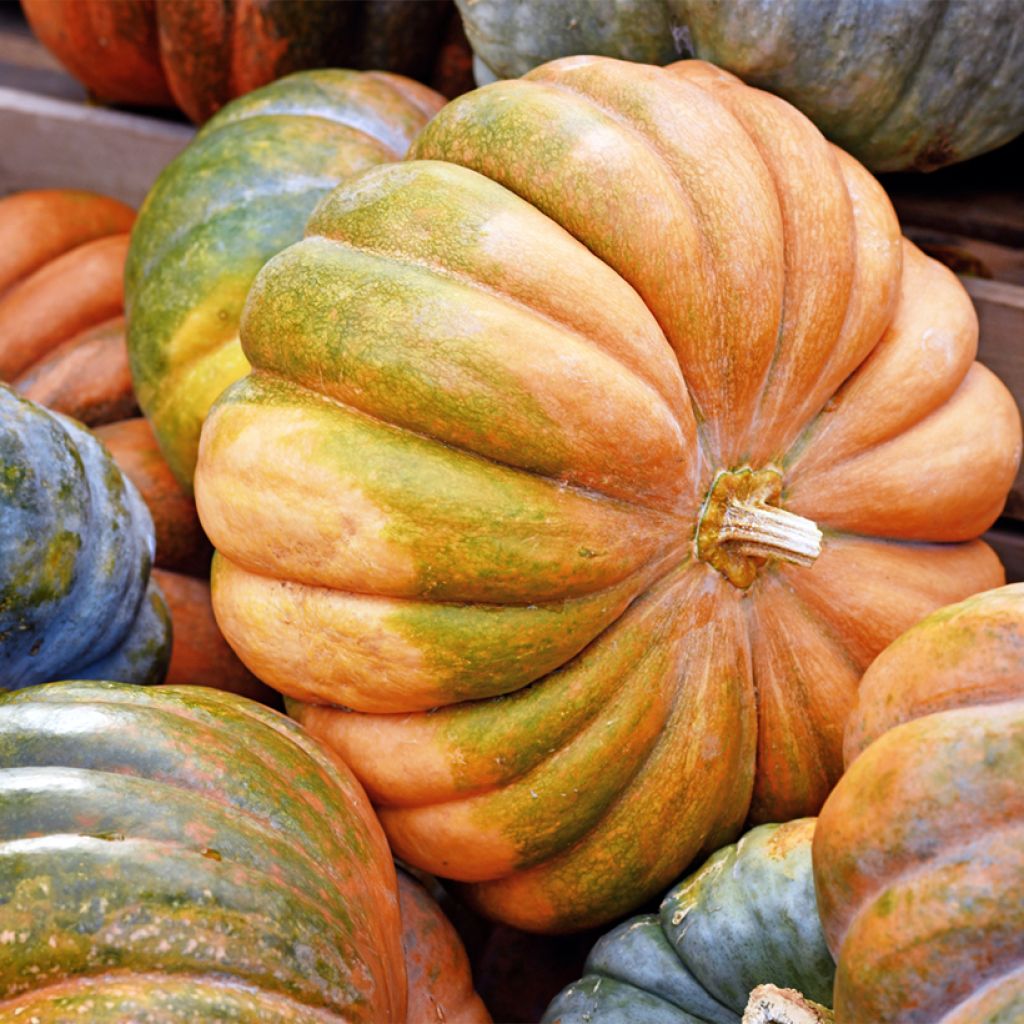 Zucca moscata di Provenza