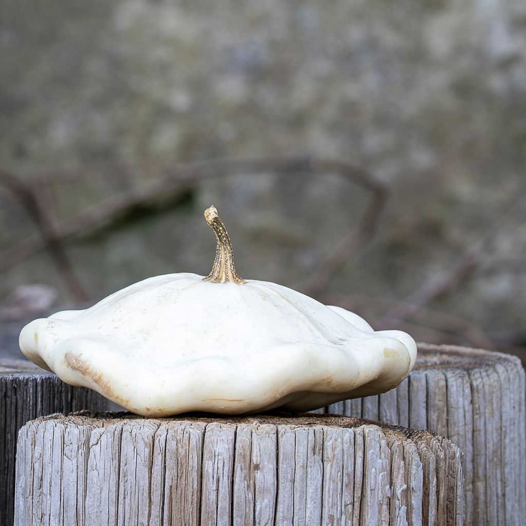 Zucchino Patisson bianche