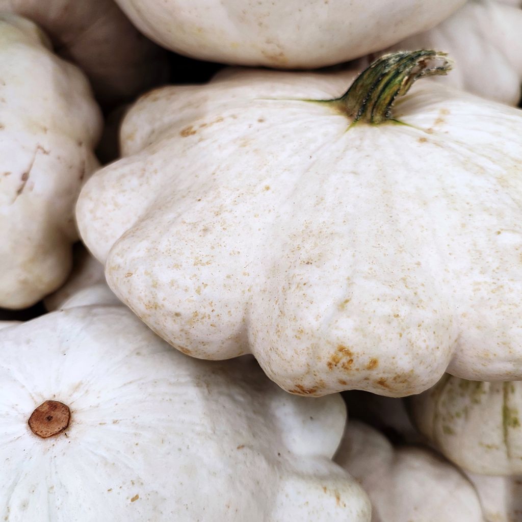 Zucchino Patisson bianche