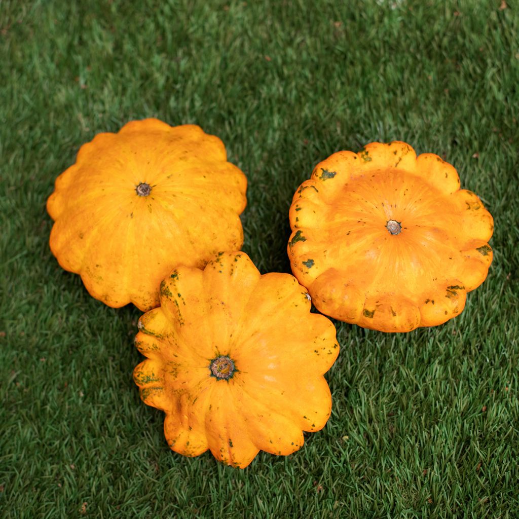 Zucchino Patisson arancione