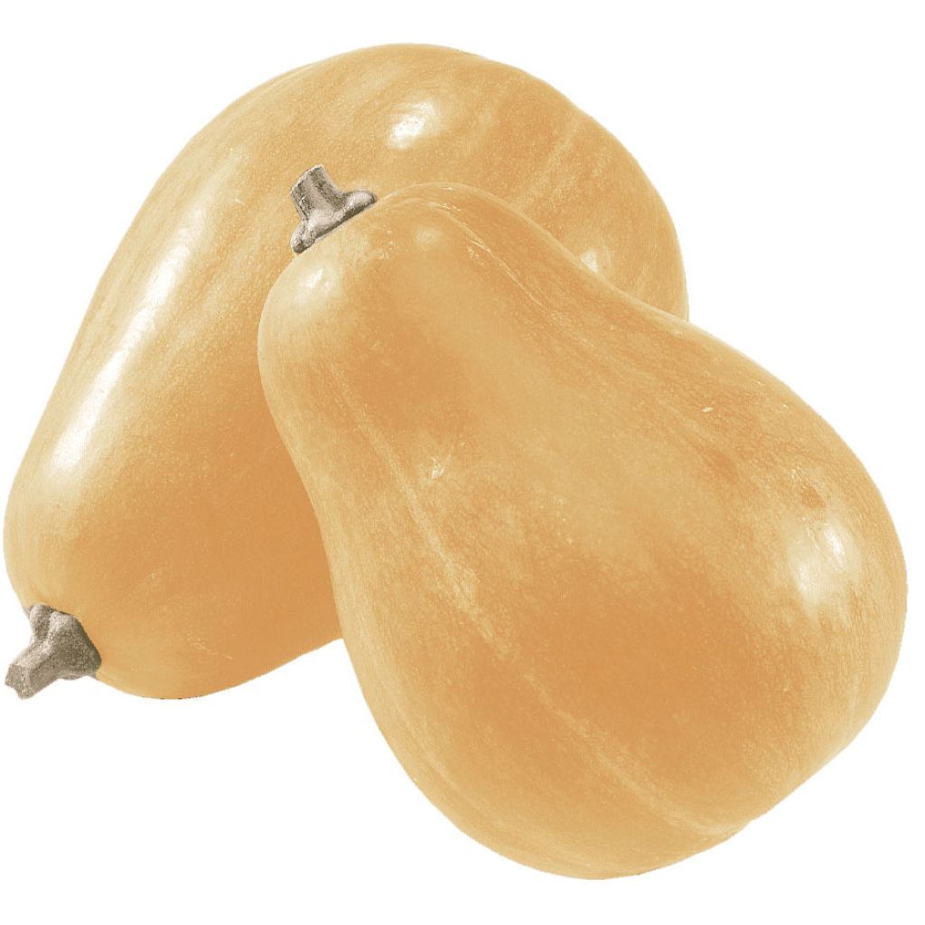 Zucca moscata Sucrine del Berry