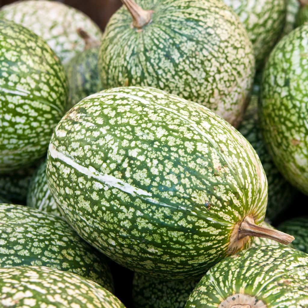 Cucurbita ficifolia - Zucca siamese