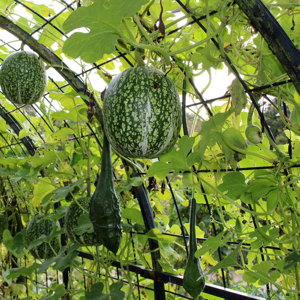 Cucurbita ficifolia - Zucca siamese