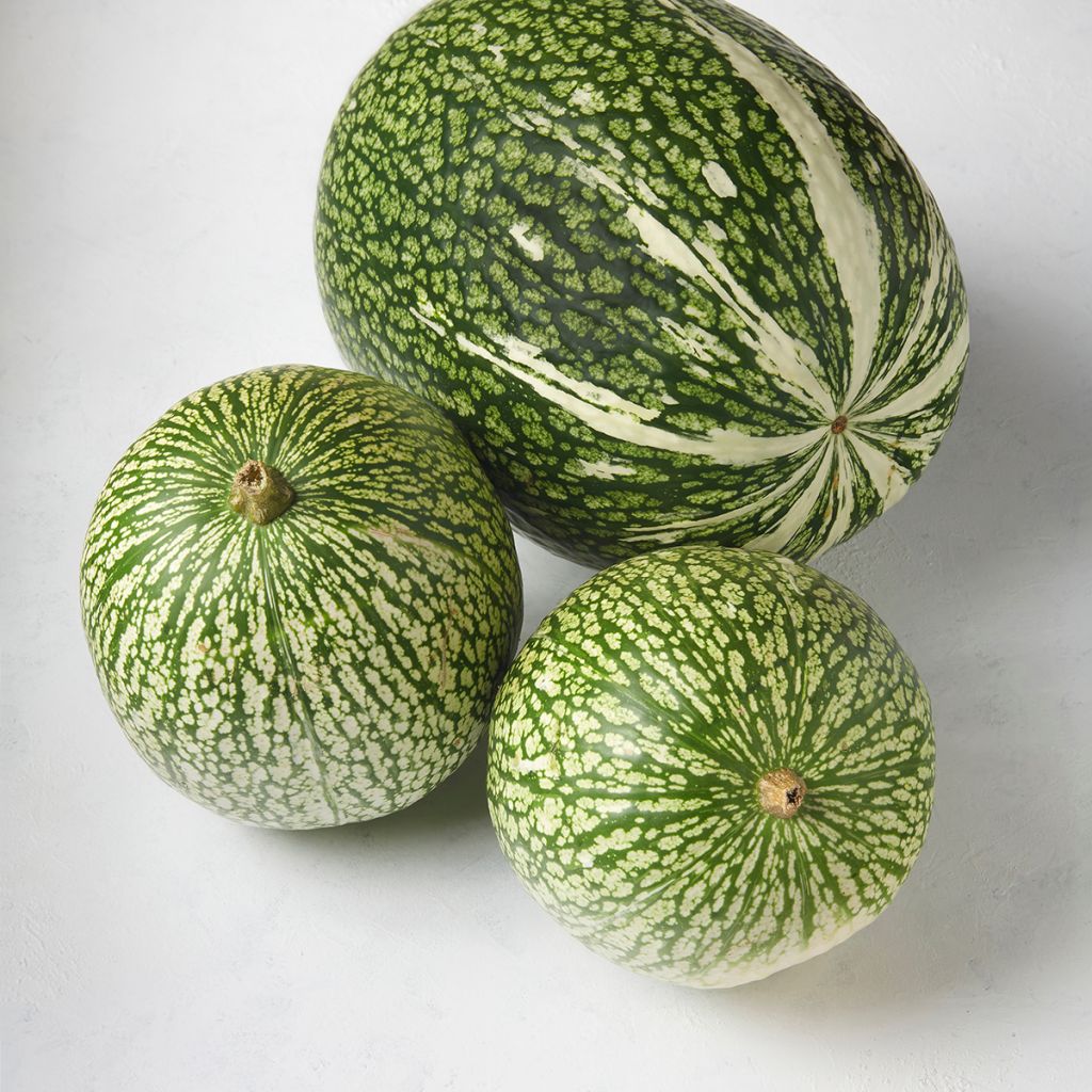 Cucurbita ficifolia - Zucca siamese