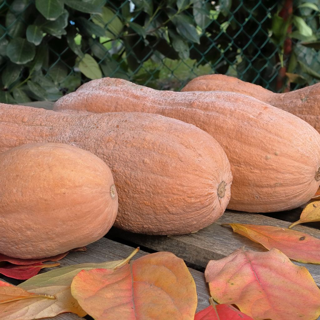 Zucca moscata Violina bio