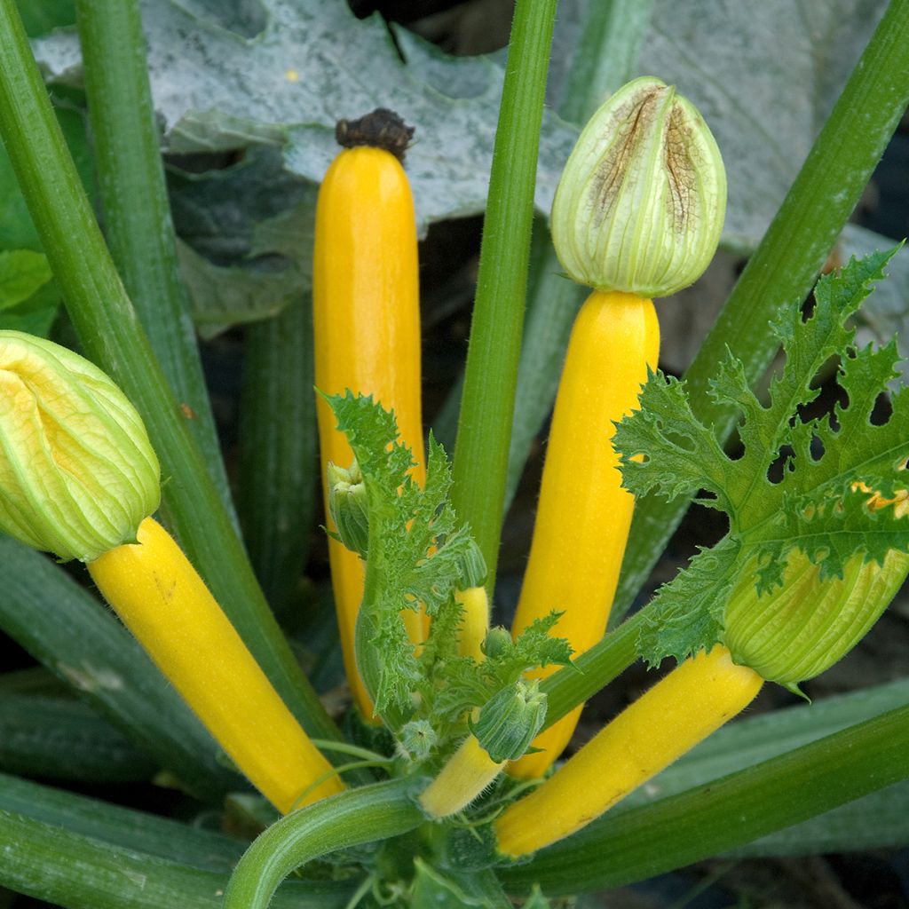 Zucchino ibrido Gold Rush