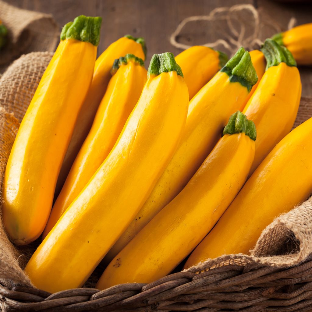 Zucchino ibrido Lingodor