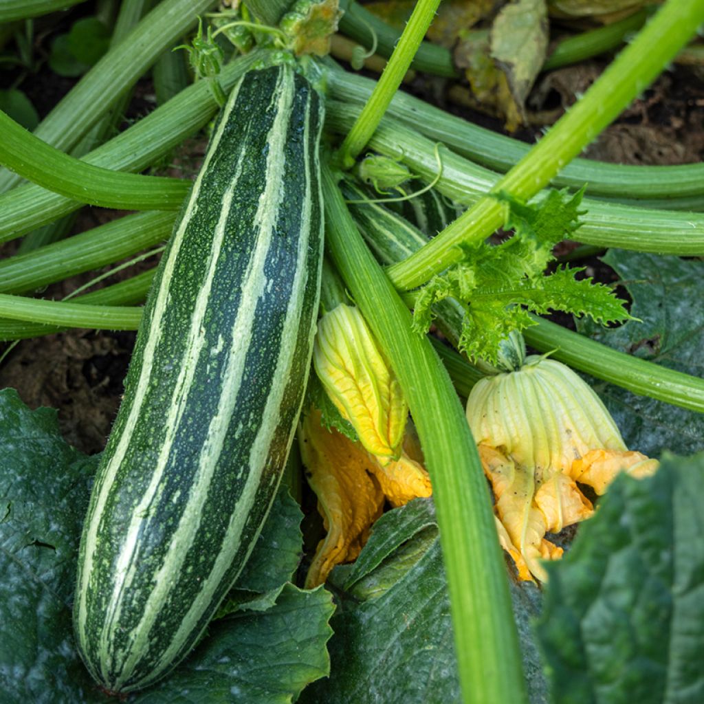 Zucchino Safari F1