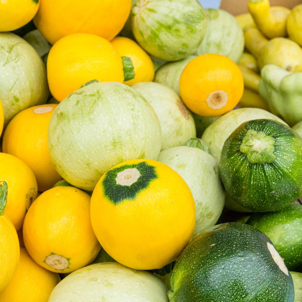 Zucchino Tricolour F1