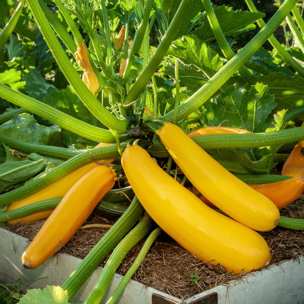Zucchino ibrido Goldena (BIO semi)