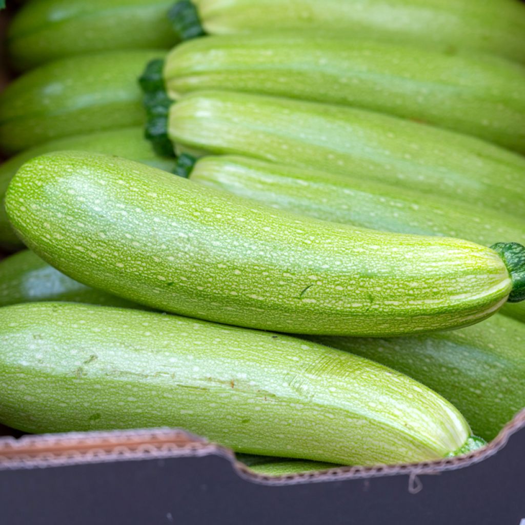 Zucchine da orto precoci