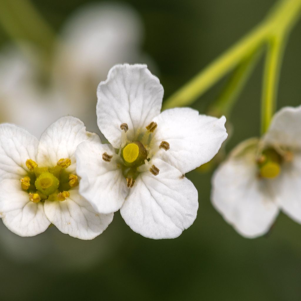 Crambe cordifolia