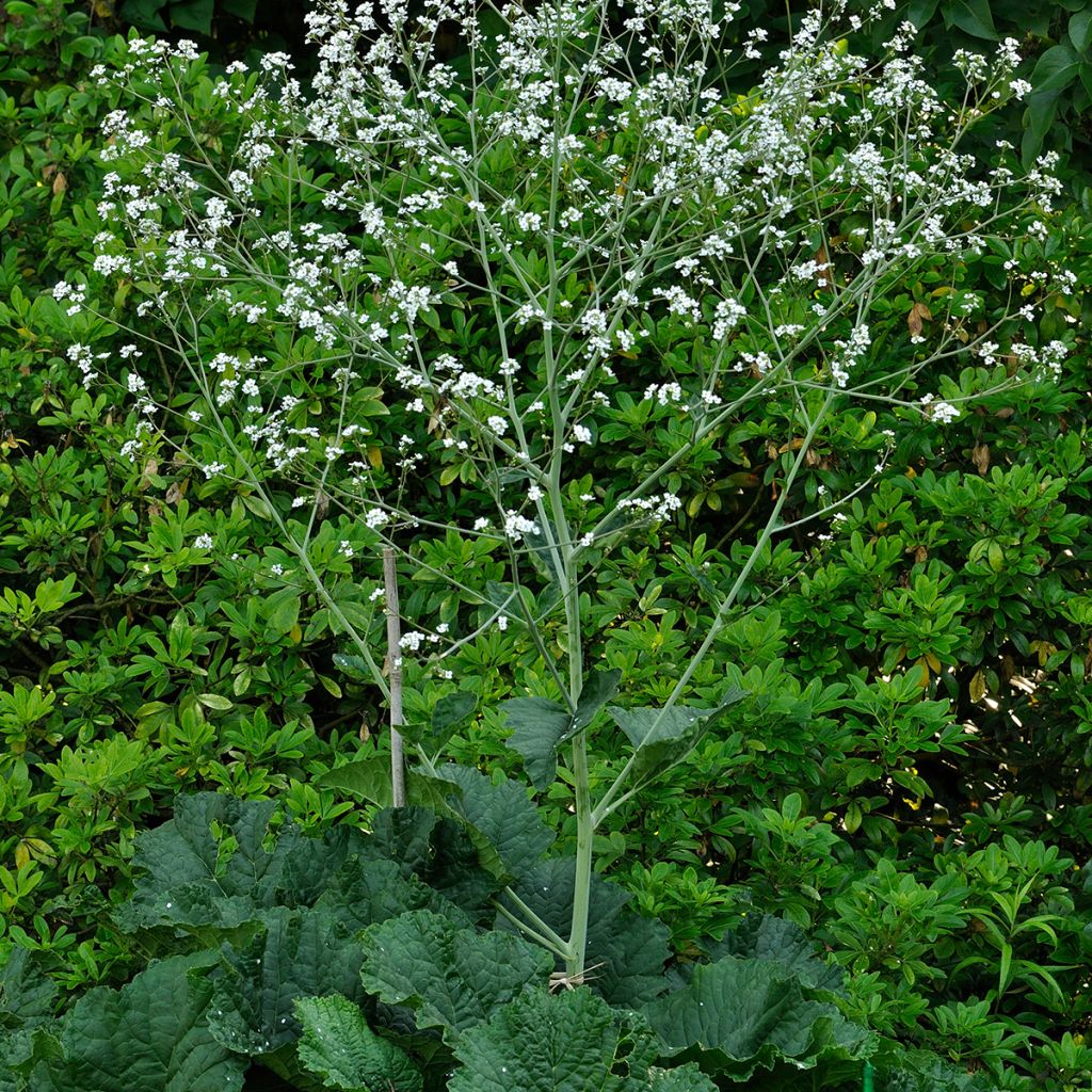 Crambe cordifolia