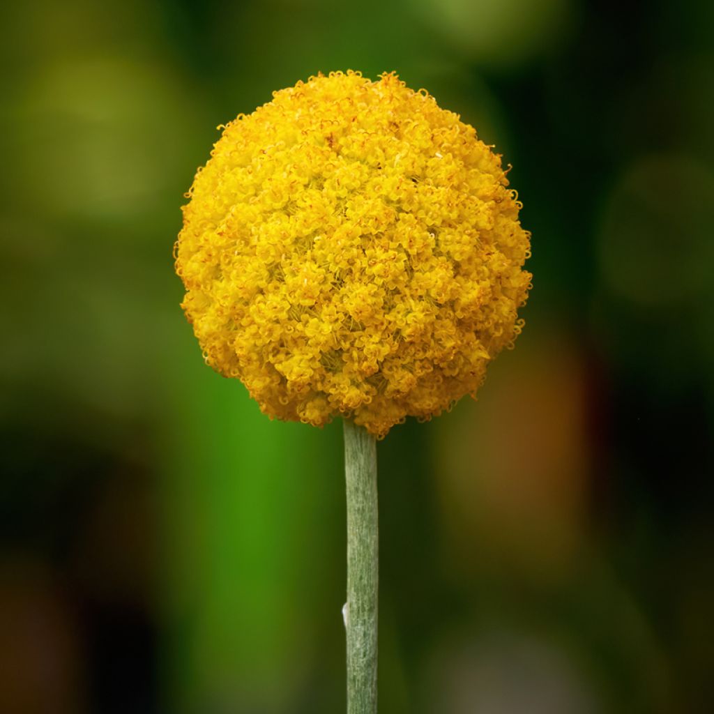 Craspedia Golf Beauty