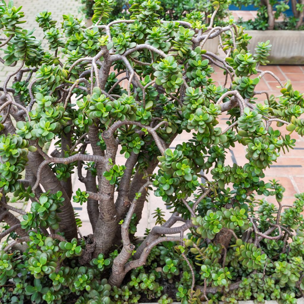 Crassula ovata - Albero di giada