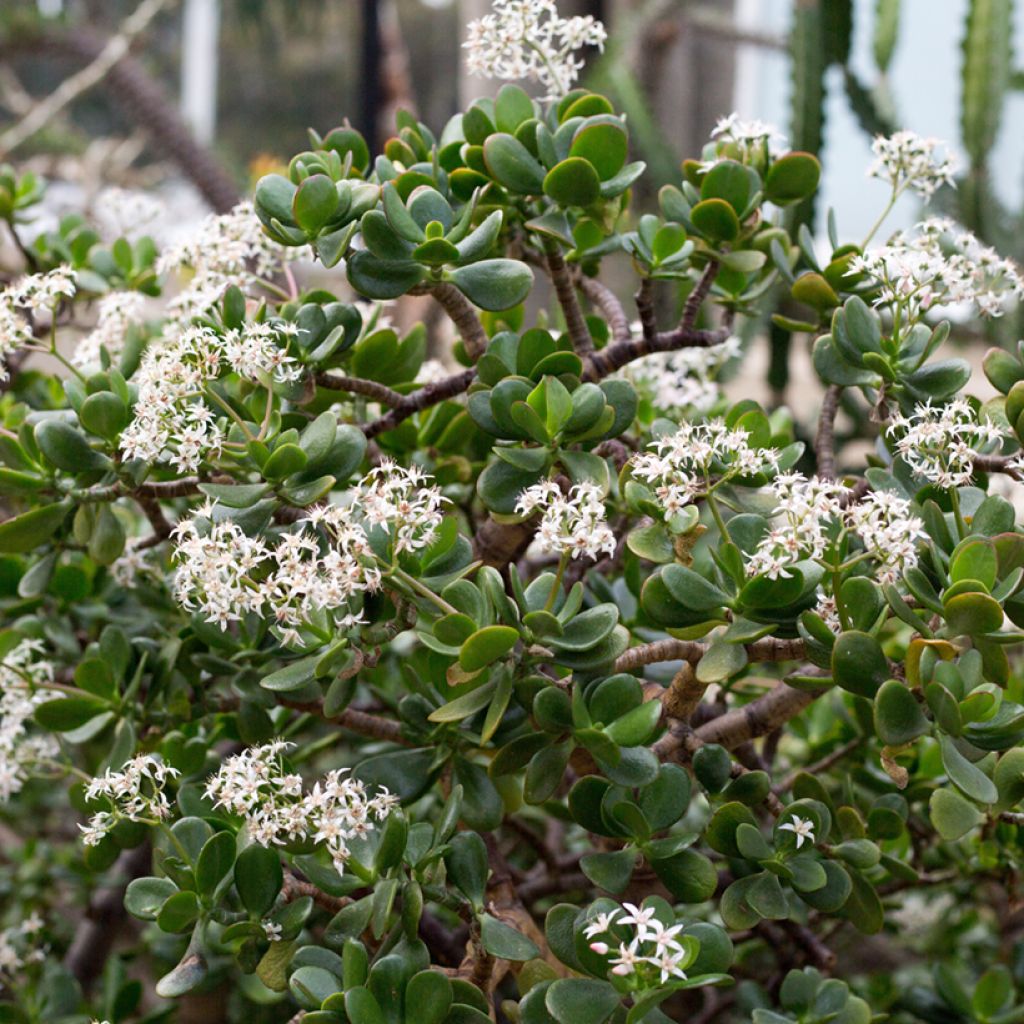 Crassula ovata - Albero di giada