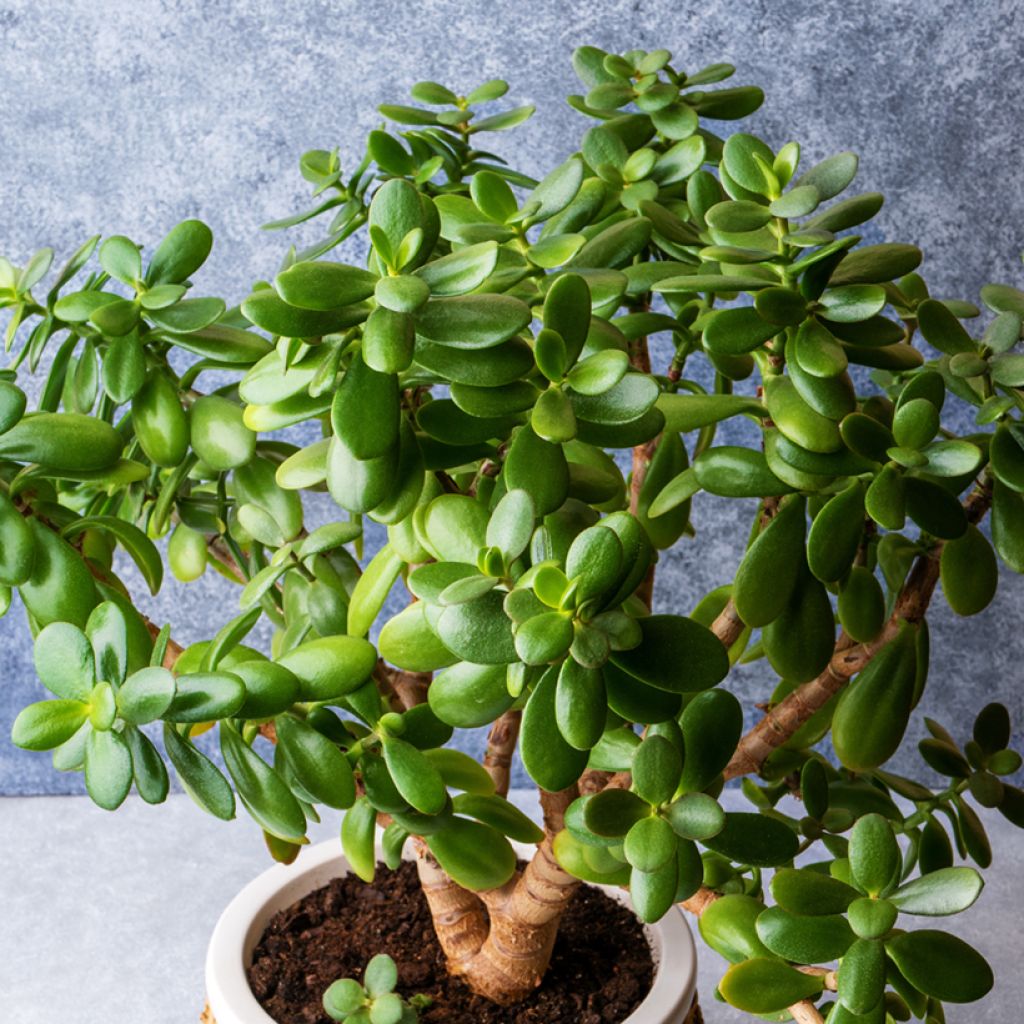 Crassula ovata - Albero di giada
