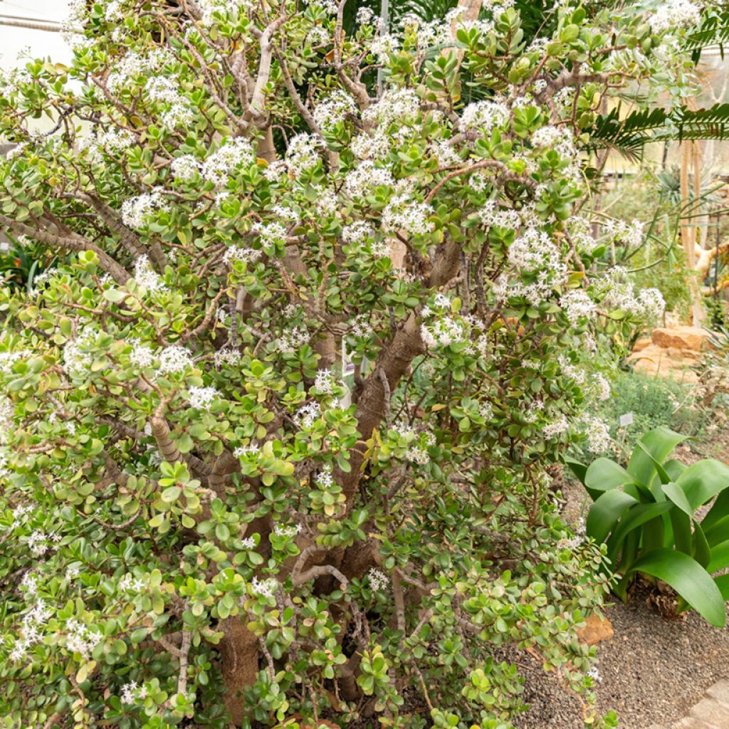 Crassula ovata - Albero di giada