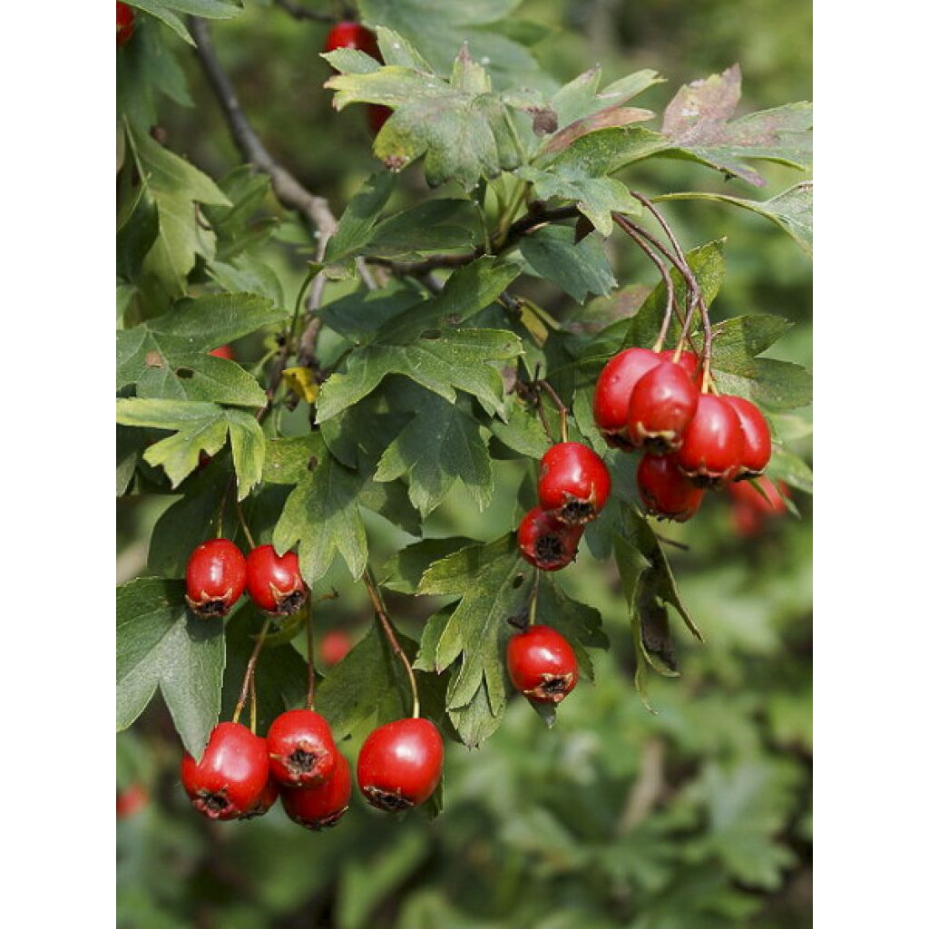 Crataegus monogyna Versicolor - Aubépine monogyne