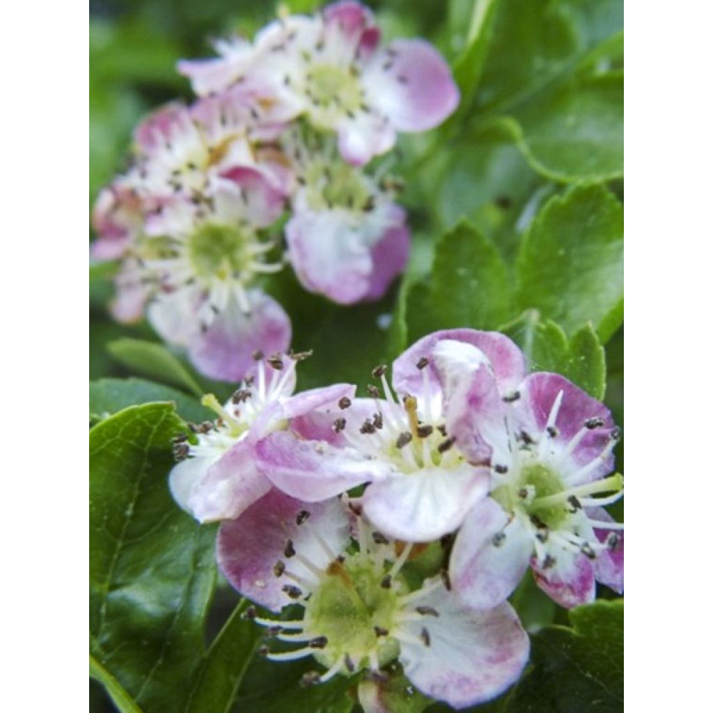 Crataegus monogyna Versicolor - Aubépine monogyne