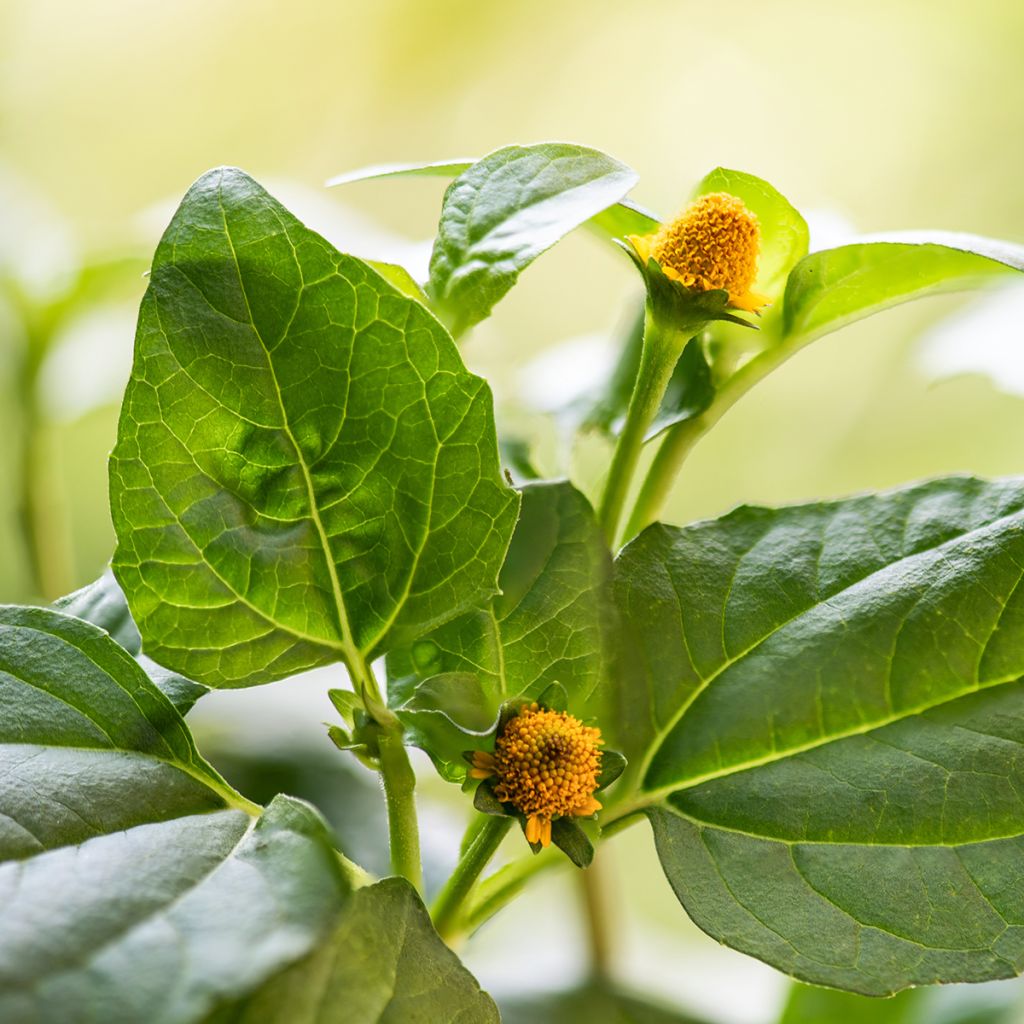 Crescione del Brasile